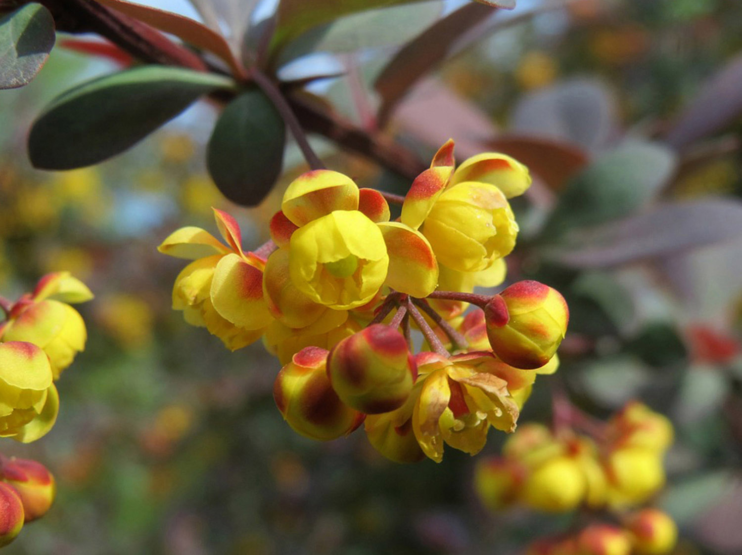 Natural Ingredient Detail